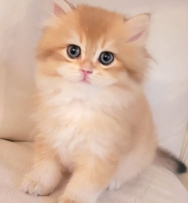 British Shorthair cattery www.prettybrity.com
