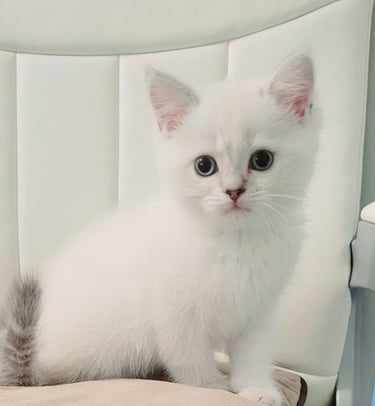 British Shorthair cat care www.prettybrity.com