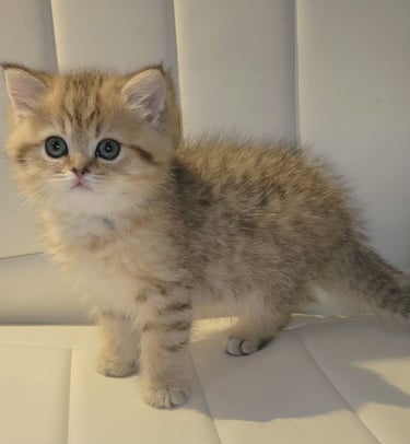 British Shorthair personality www.prettybrity.com