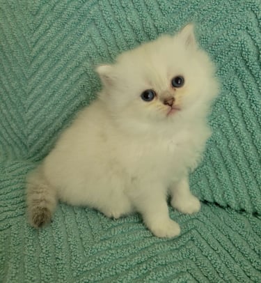 British Shorthair colors www.prettybrity.com