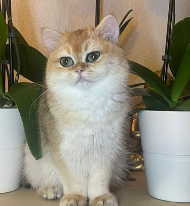 British Shorthair adoption www.prettybrity.com