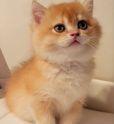 British Shorthair cat breeders near me www.prettybrity.com