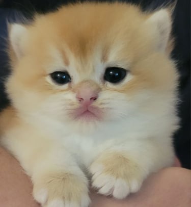 British Shorthair kittens near me www.prettybrity.com