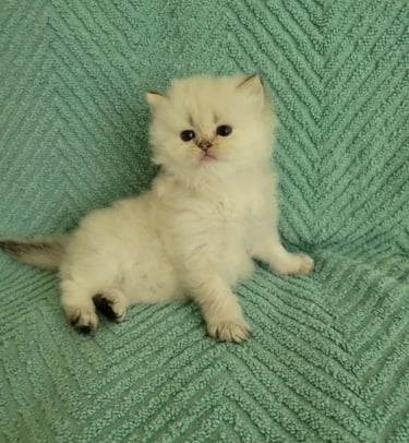 British Shorthair cat characteristics www.prettybrity.com