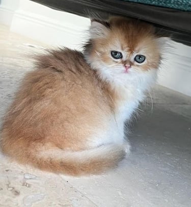 British Shorthair kitten price www.prettybrity.com