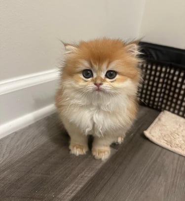 British Shorthair breeder USA www.prettybrity.com