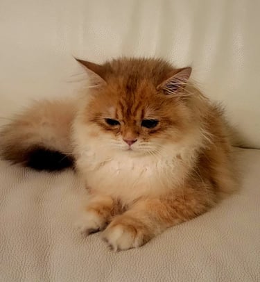 British Shorthair lifespan www.prettybrity.com