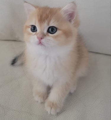Buy British Shorthair kitten www.prettybrity.com