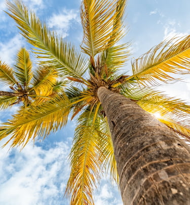 a palm tree with a blue sky and clouds in the background