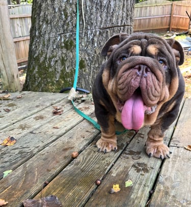 Brown English Bulldog male