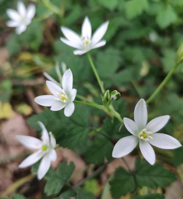 star of bethlehem Laura COTTING