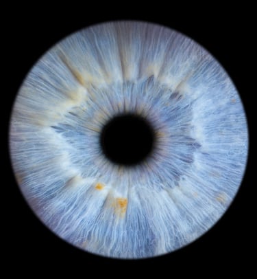 photo iris Bordeaux