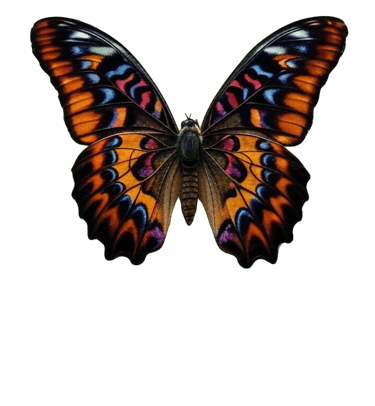 Papillon gite chez claudia