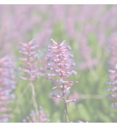 Picture of purple flowers with text "Facebook Support Group" over the top