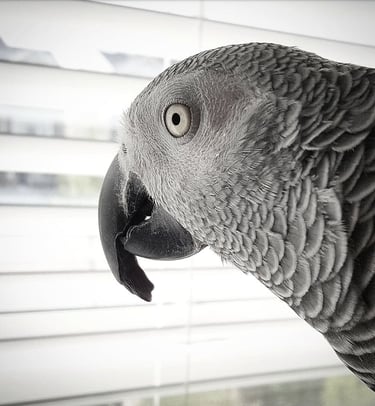 African Grey Parrot looking out of a window