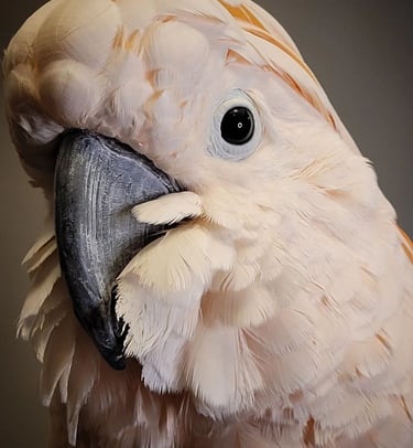 Moluccan Cockatoo