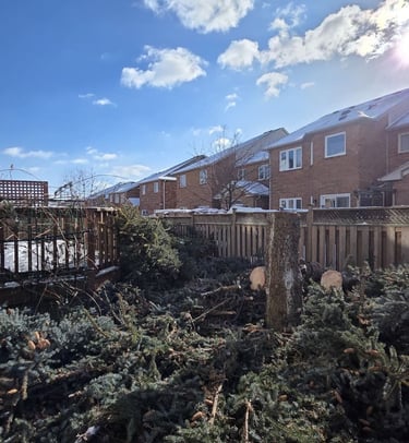Backyard tree removal debris with cut pine branches and logs near a residential fence.