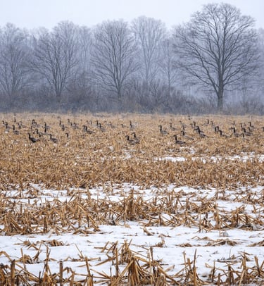 a snow covered corn field in the winter