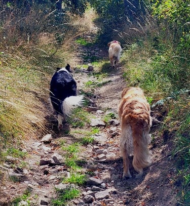 Trois chiens en train de se balader sur un chemin