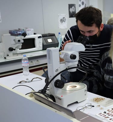 Loupe binoculaire au MNHN