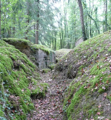 a narrow path with mossy green leaves