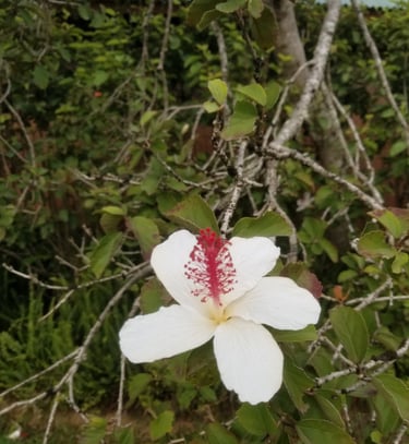Kauai