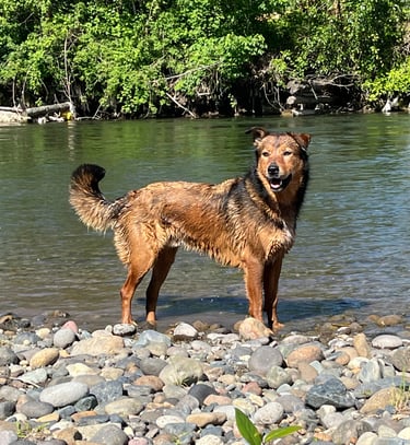 dog in river
