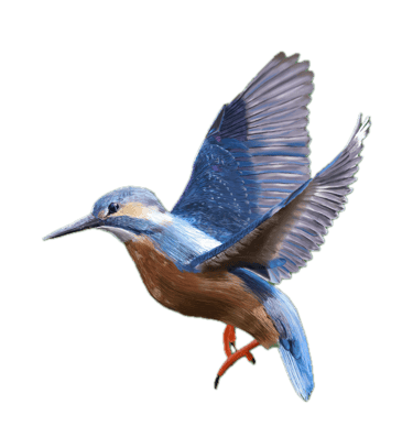 Common Kingfisher 