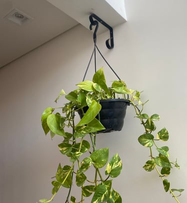 Instalação de suporte de parede para vasos ganchos