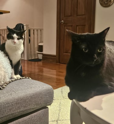 cat visit in leslieville - two cats