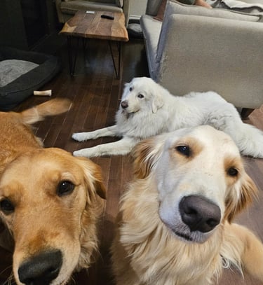 pet sitting for three dogs in leslieville 