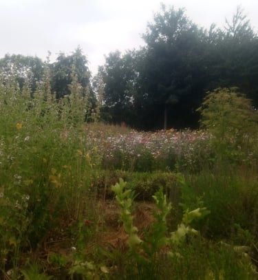 micro perma culture jardin naturopathe Pause Ô Logis Mayenne Coêvrons