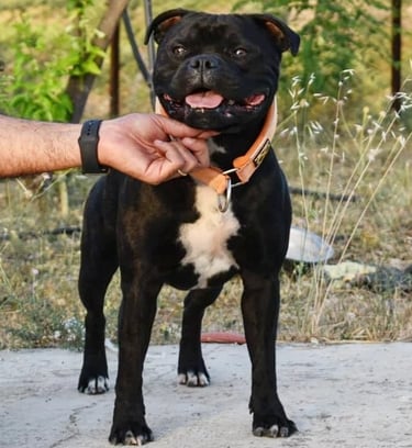 Collare martingala sbt 1935 staffordshire bull terrier