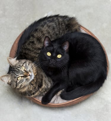 deux chats représentant le yin et le yang