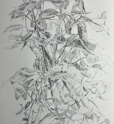 A2 graphite drawing: Bean wigwam