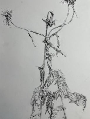 A2 graphite drawing: Inula Magnifica