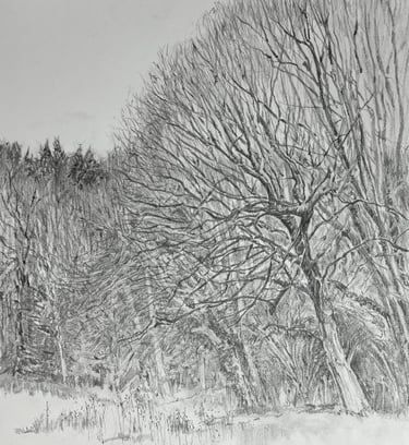 A2 graphite drawing: On the edge of Strood Wood