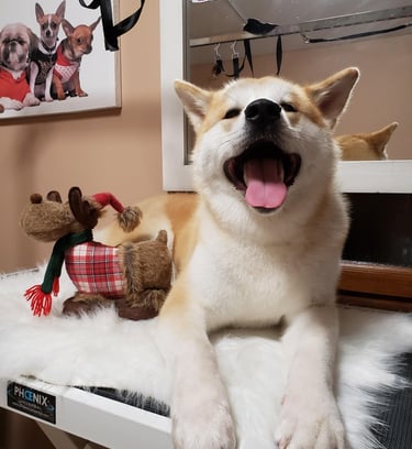 Šunų kirpykla vaisvydava kaunas Doggy Divine- Sunu nukailinimas