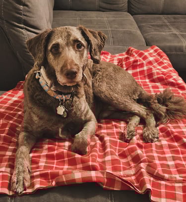 private boarding in riverdale/leslieville 