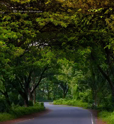 A tarred path with rows trees on both sides.