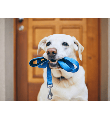 A yellow Labrador retriever sits by a front door holding a blue nylon dog leash in its mouth.