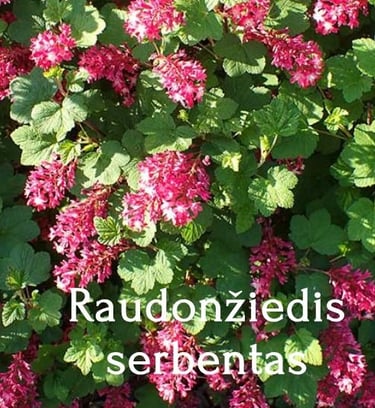 Raudonžiedis serbentas