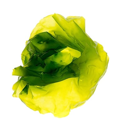 Ulva lactuca