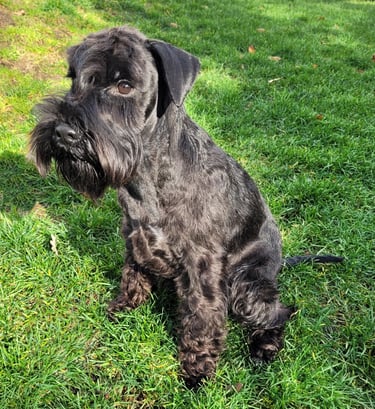 Anouk des Diamants Noirs d'Also