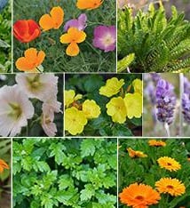 collage of different flowers