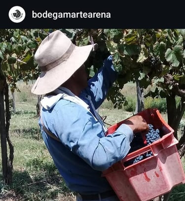 Foto: Bodega Martearena - Vendimia