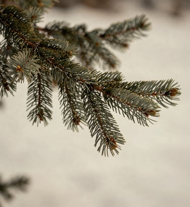 A professional close-up of a Muted Sage pine branch against a Soft Off-white snowy backdrop in a North American / US forest. Warm, inviting lighting that highlights the textures of the needles.