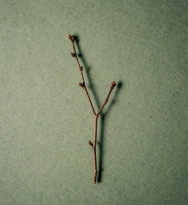 A minimal overhead photograph of a single dried branch with tiny buds, casting a long, soft shadow on a textured pale moss green surface. The composition is clean and poetic, reflecting a refined and calm aesthetic.