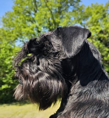 Anouk, femelle Schnauzer miniature noire
