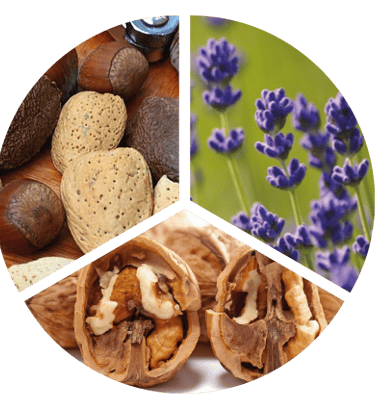 Nez cognac VSOP (Roue des arômes)